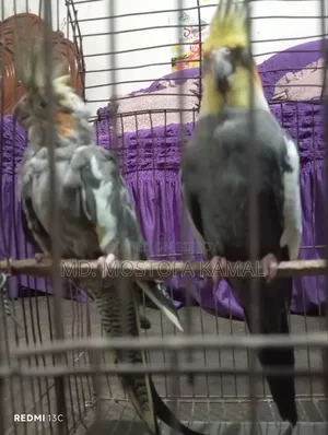 ককাটেল পাখি বিক্রয়ের জন্য