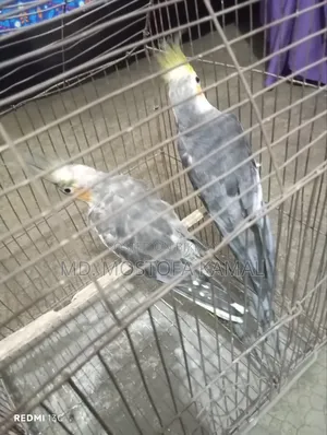 ককাটেল পাখি বিক্রয়ের জন্য