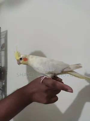 Semi Tame Cockatiel