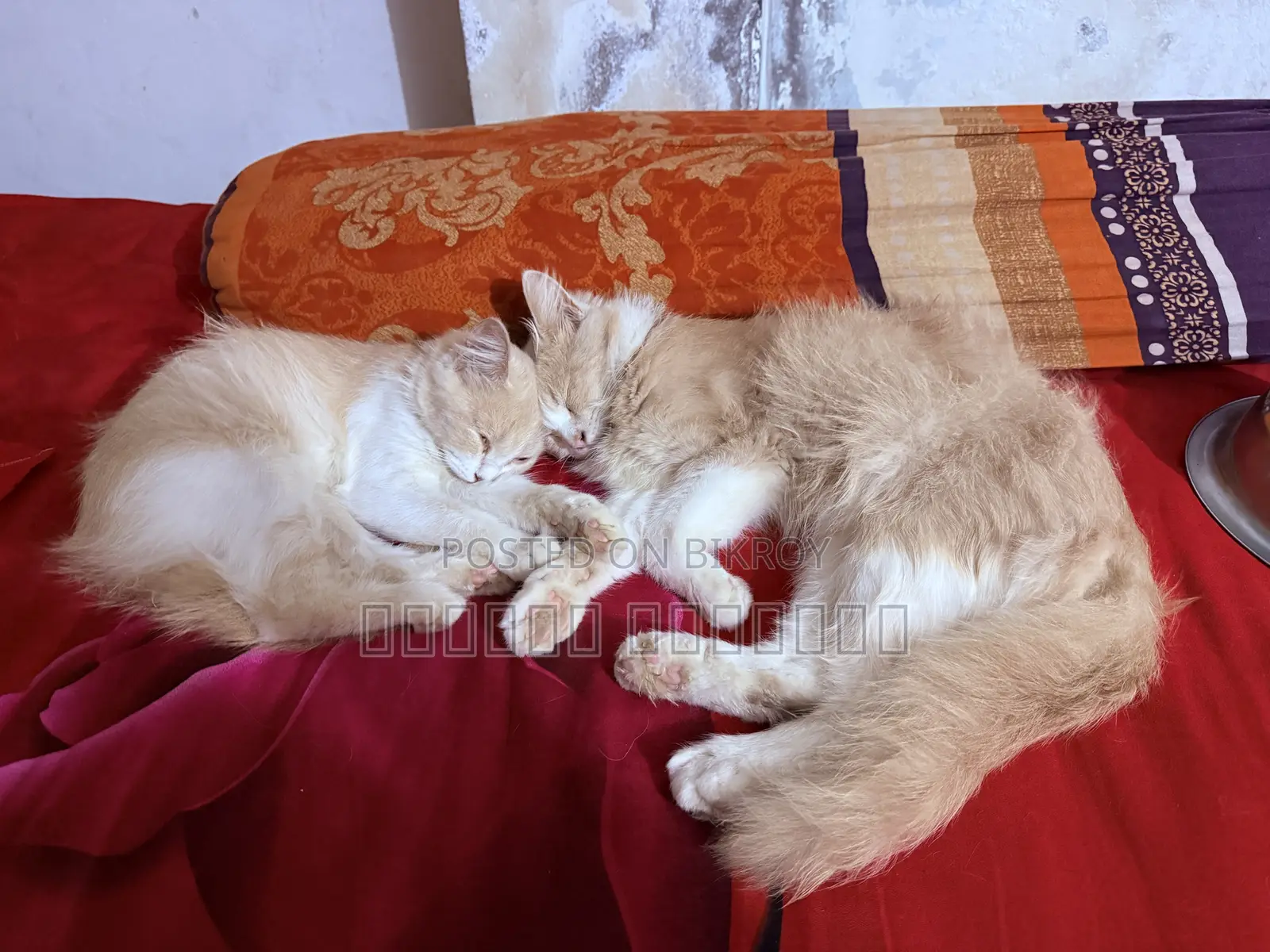 6-12 Months Male Purebred Persian
