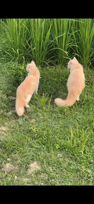 6-12 Months Male Purebred Persian