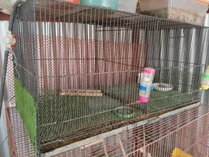 Cockatiel Grey, Adult Male, With Big Cage