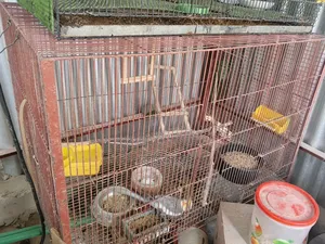 Cockatiel Grey, Adult Male, With Big Cage