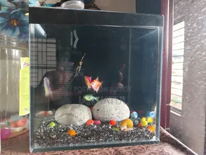 Aquarium Set With Fish.