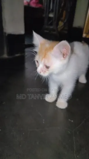1-3 Months Female Mixed Breed Persian