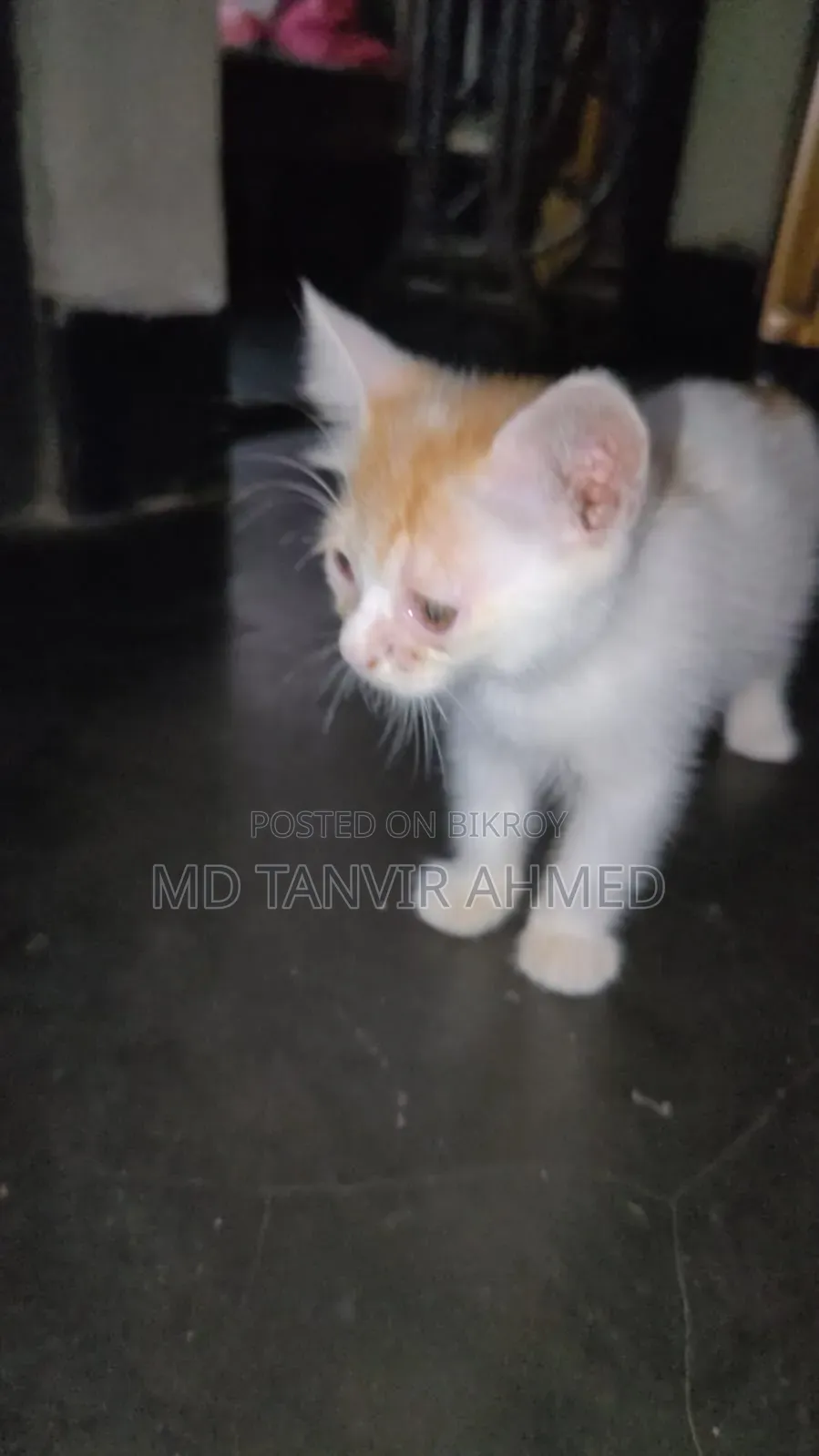 1-3 Months Female Mixed Breed Persian