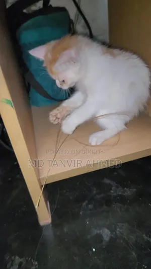1-3 Months Female Mixed Breed Persian