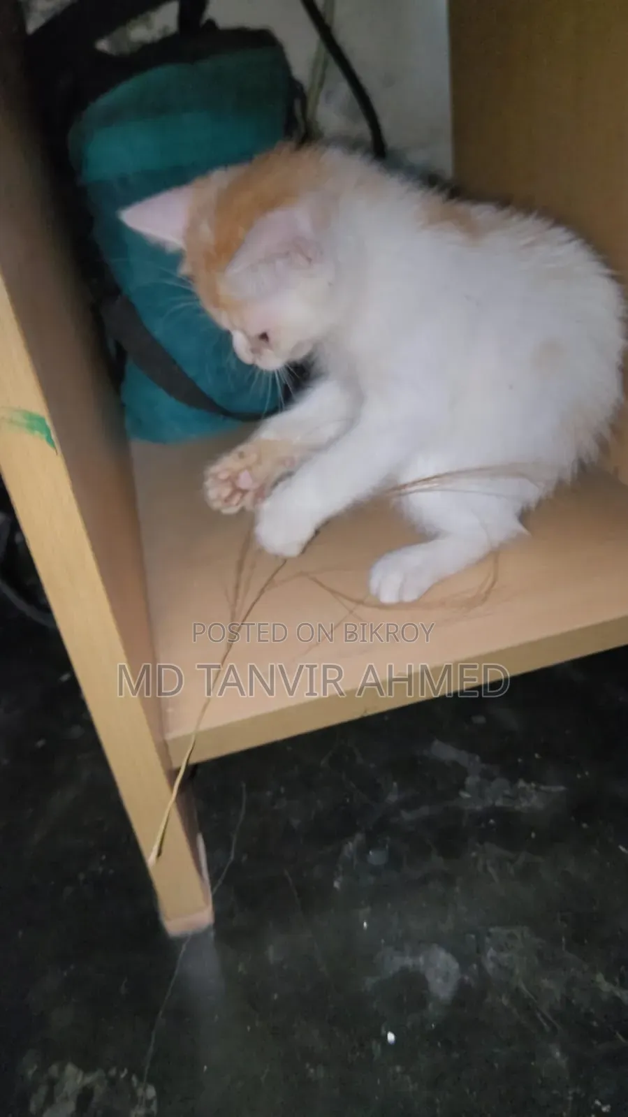 1-3 Months Female Mixed Breed Persian