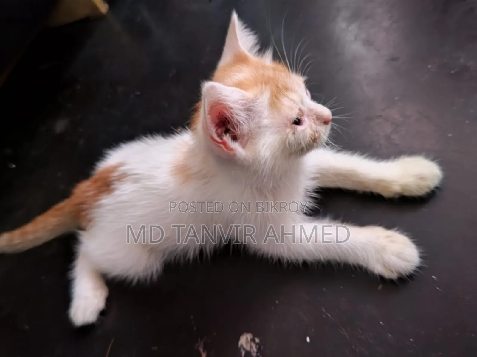 1-3 Months Female Mixed Breed Persian