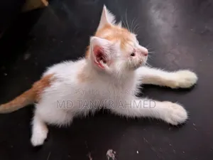 1-3 Months Female Mixed Breed Persian