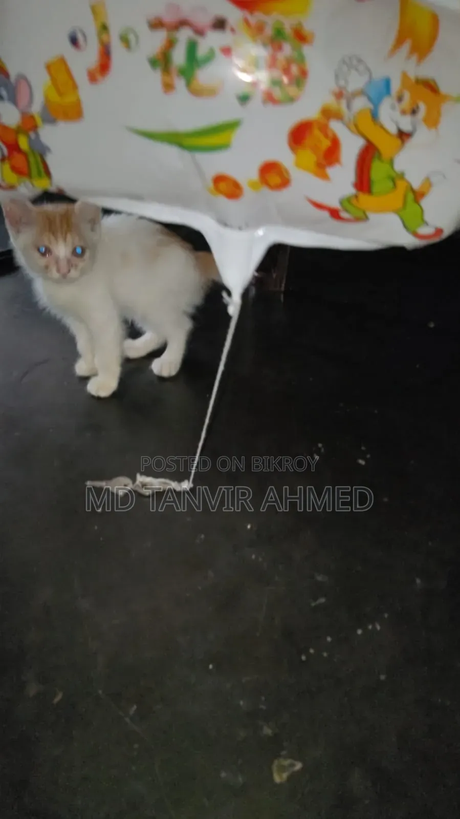 1-3 Months Female Mixed Breed Persian