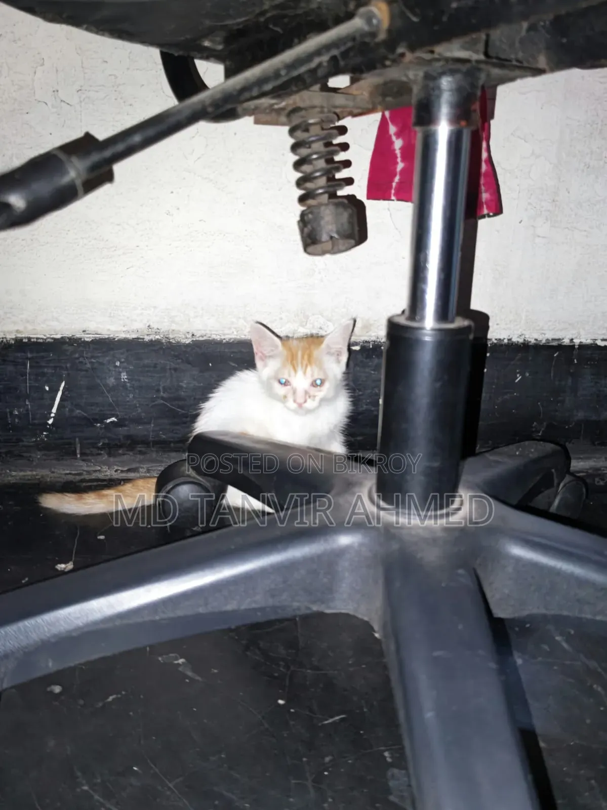 1-3 Months Female Mixed Breed Persian