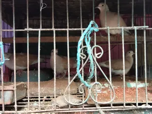 Australian Dove Bird