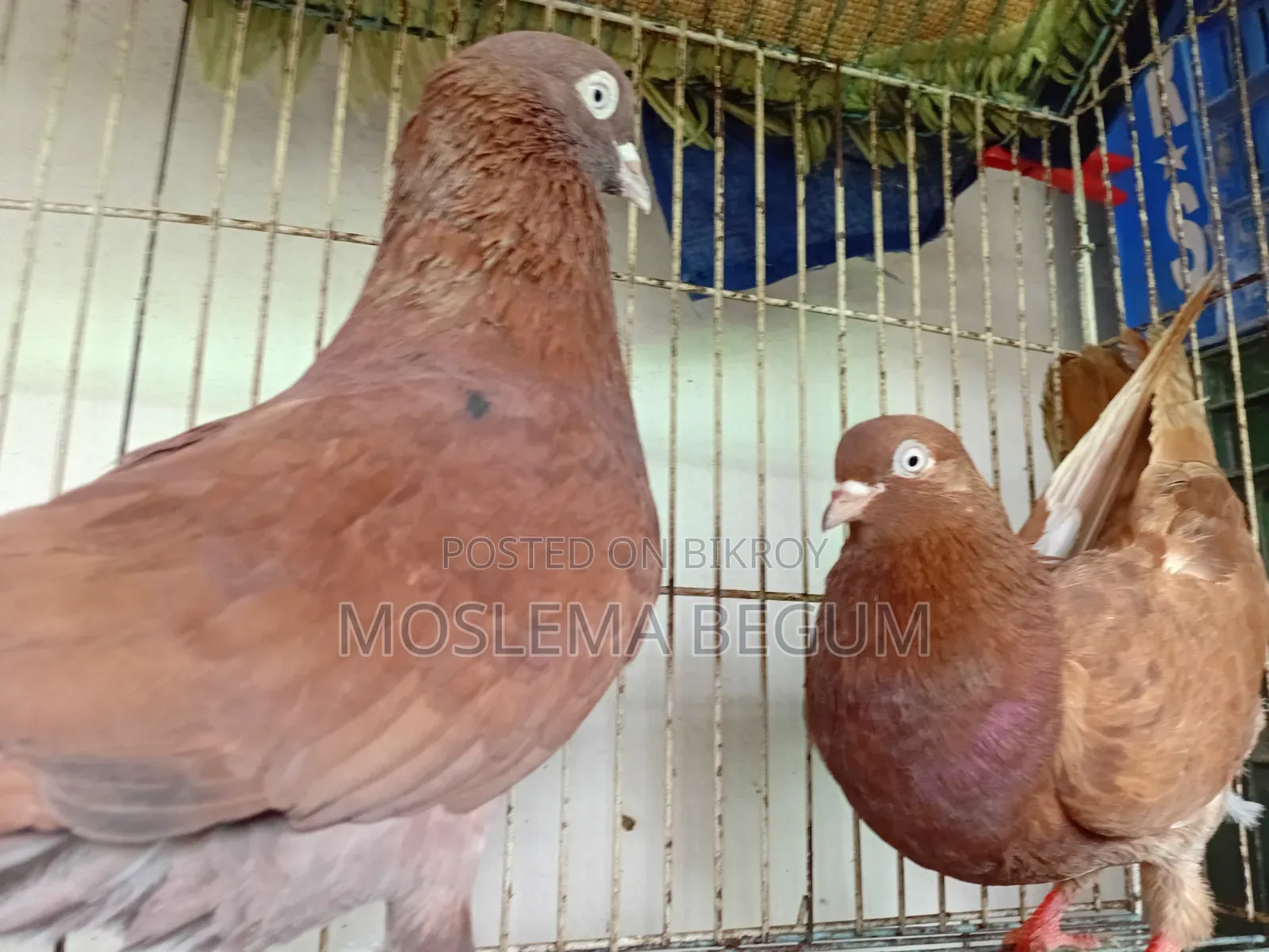Indian Lal Dom Pigeon