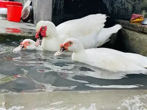 Egg-laying white Chinese ducks for sale.