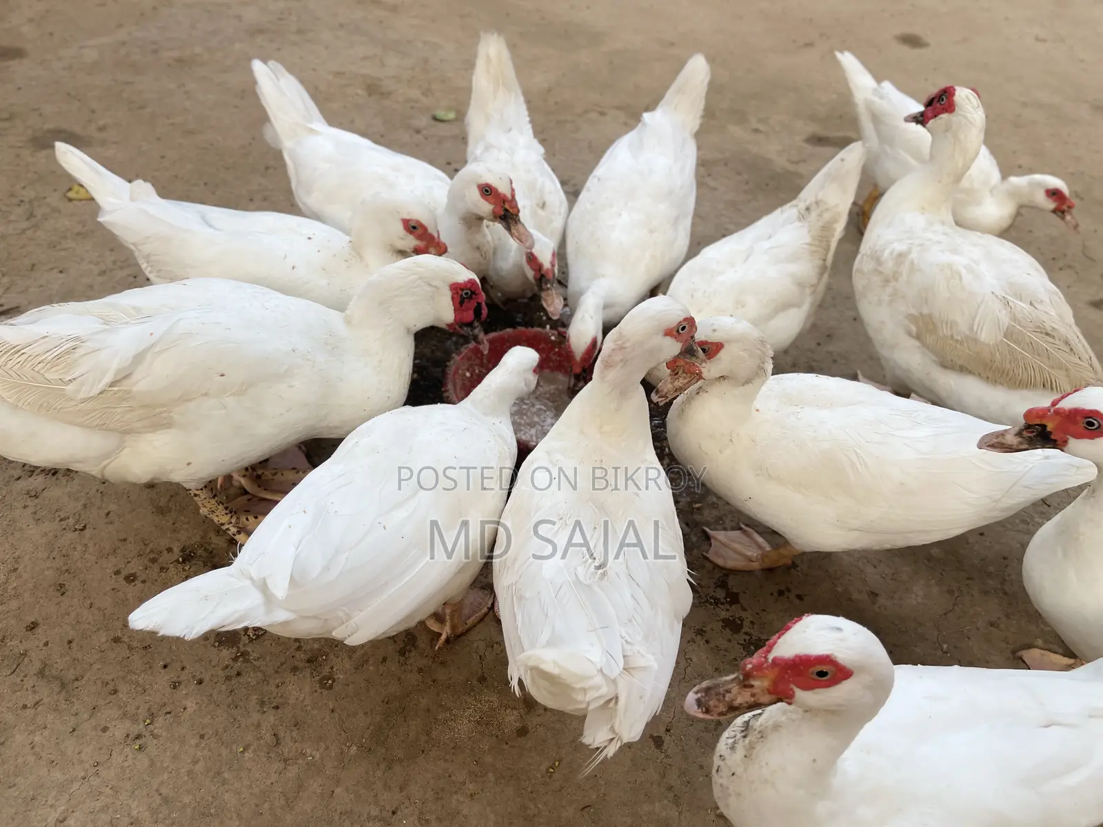Egg-laying white Chinese ducks for sale.