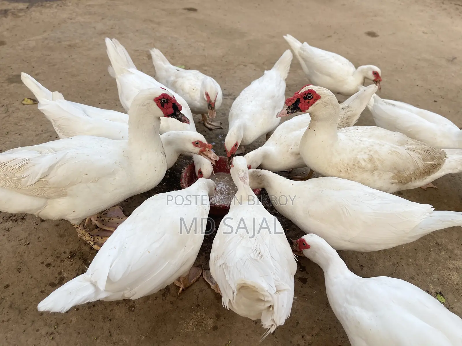 Egg-laying white Chinese ducks for sale.