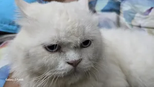 6-12 Months Male Purebred Persian Cat