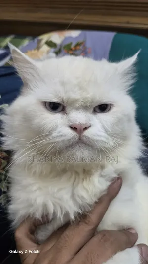 6-12 Months Male Purebred Persian Cat