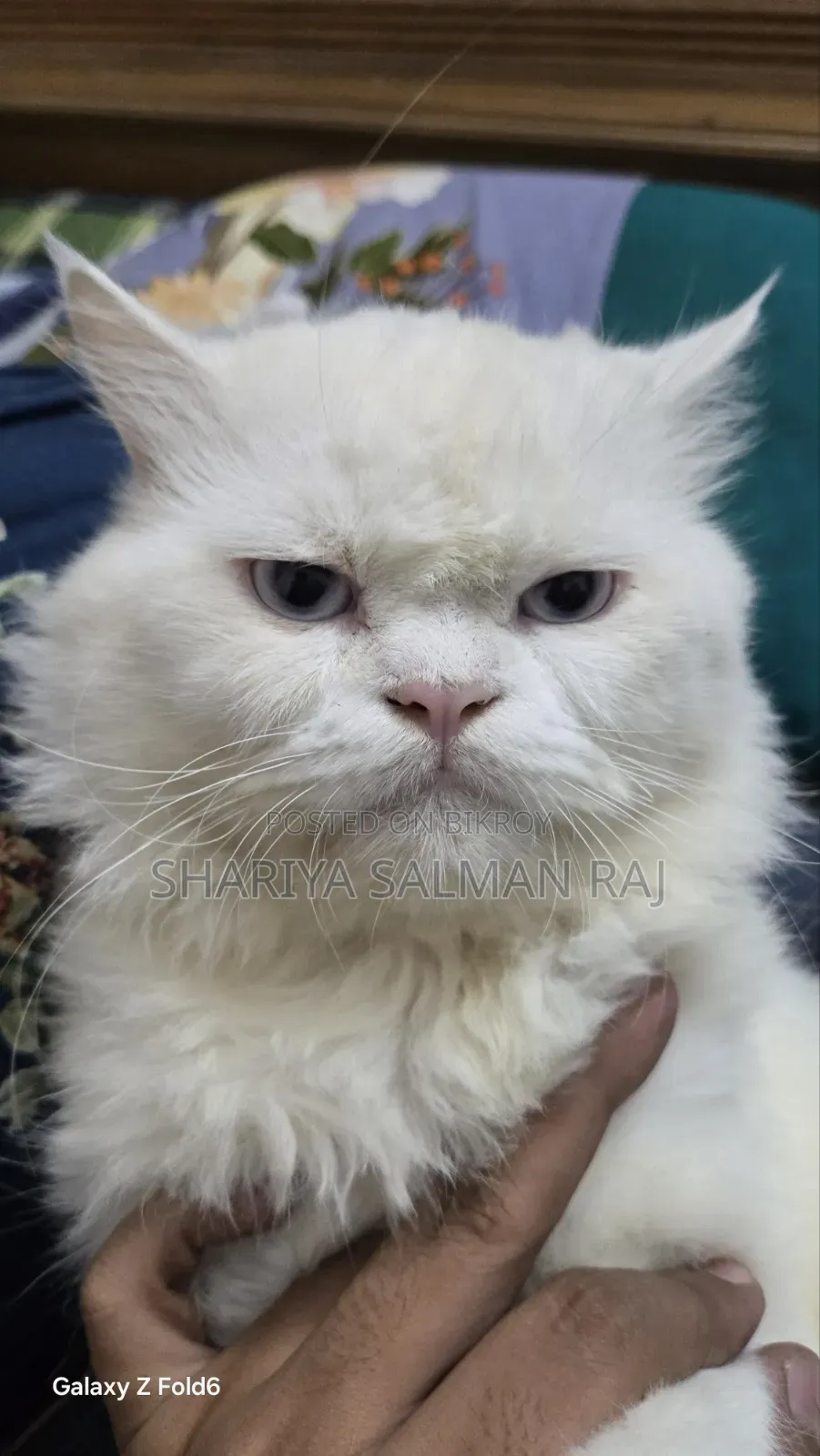 6-12 Months Male Purebred Persian Cat