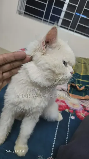 6-12 Months Male Purebred Persian Cat