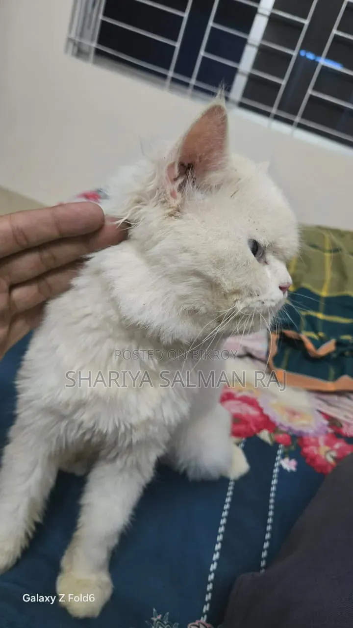 6-12 Months Male Purebred Persian Cat