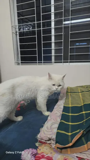 6-12 Months Male Purebred Persian Cat
