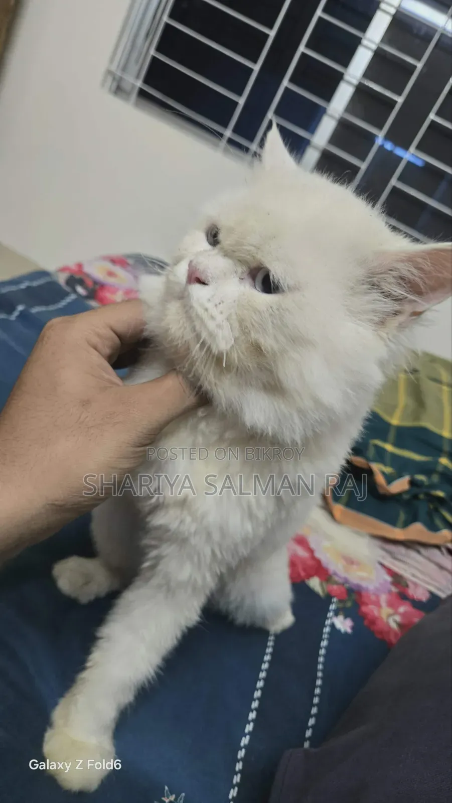 6-12 Months Male Purebred Persian Cat