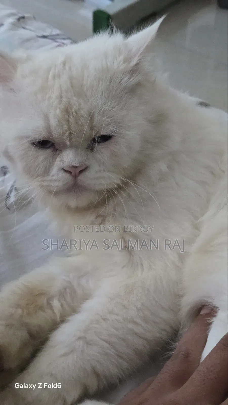 6-12 Months Male Purebred Persian Cat