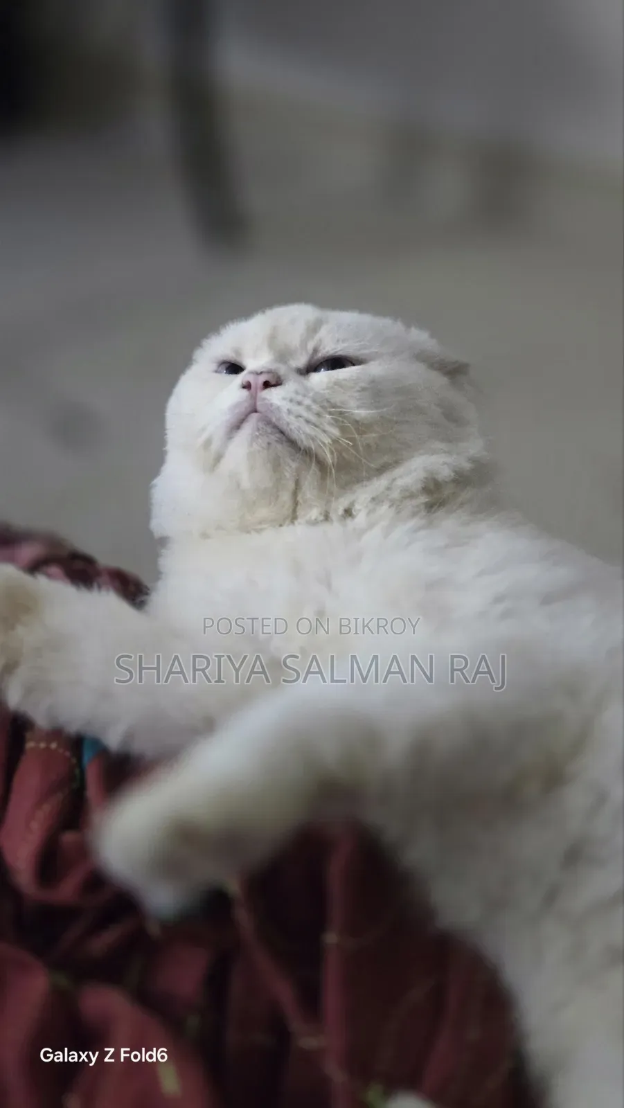 6-12 Months Male Purebred Persian Cat