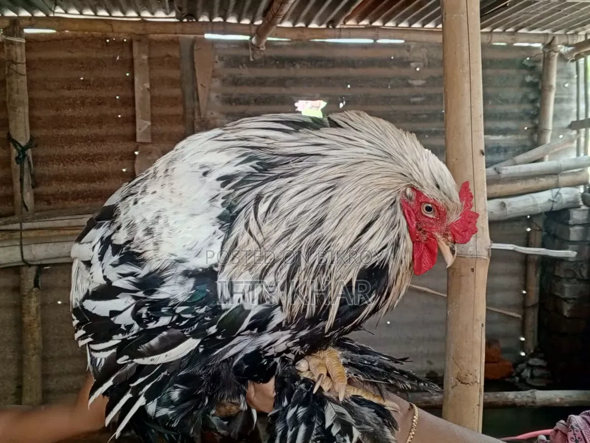Royal breeds of Silkie, Brahma, Tiger, Fayoumi chickens and China ducks!