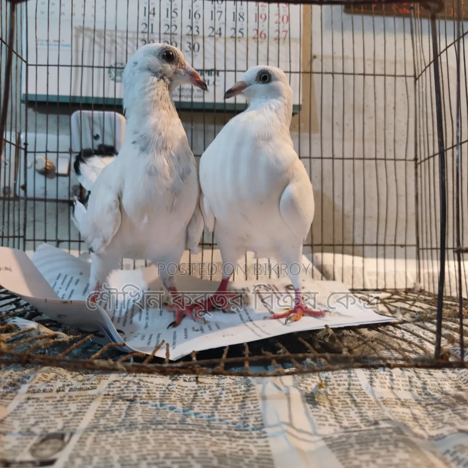A pair of Grizzle pigeons for sale.