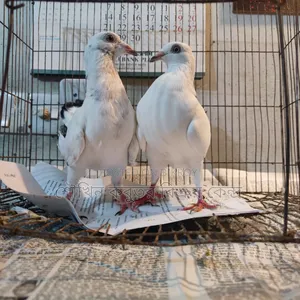 A pair of Grizzle pigeons for sale.