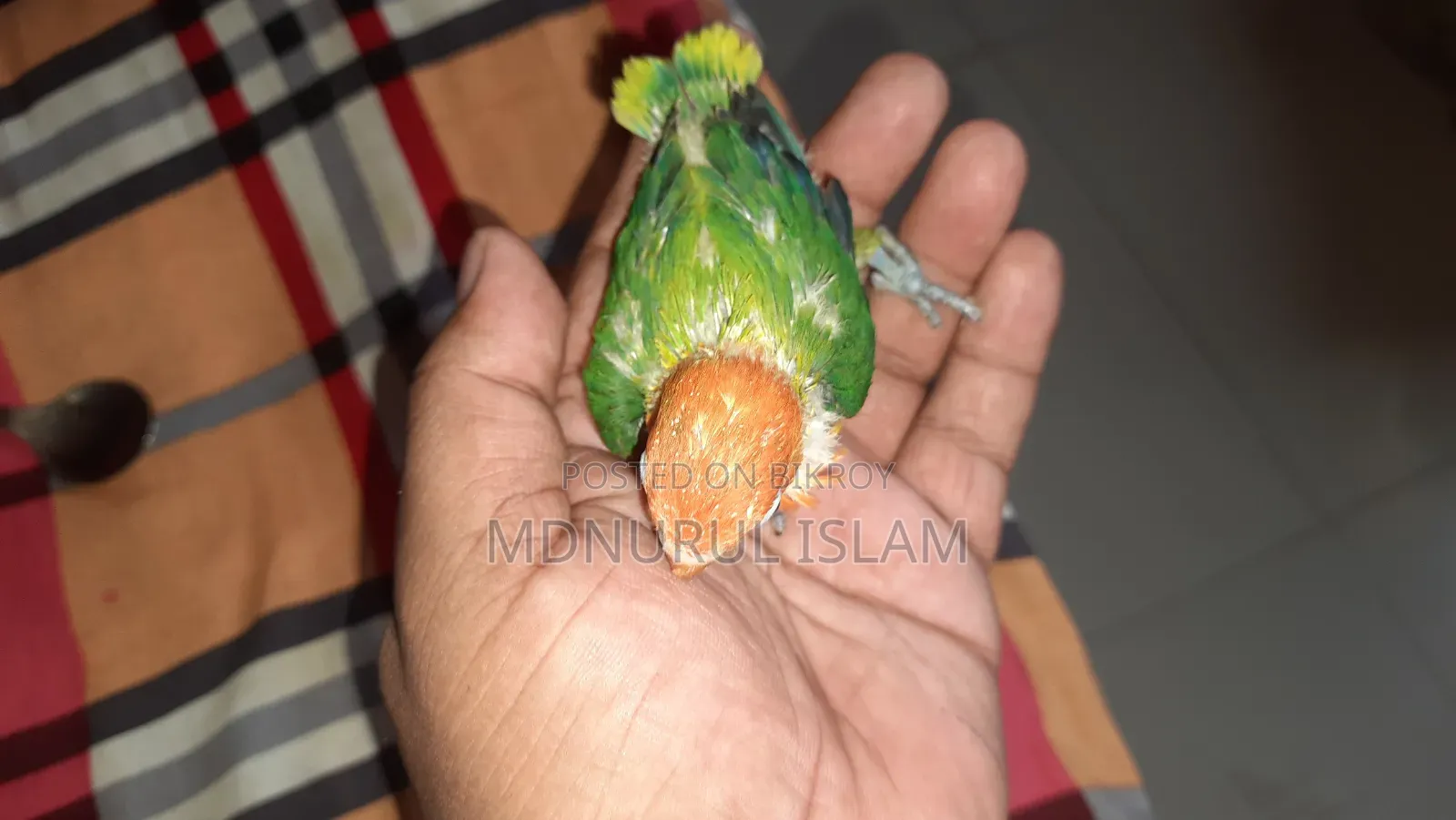লাভবার্ডস পাখি