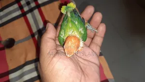 লাভবার্ডস পাখি