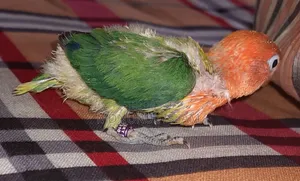 লাভবার্ডস পাখি
