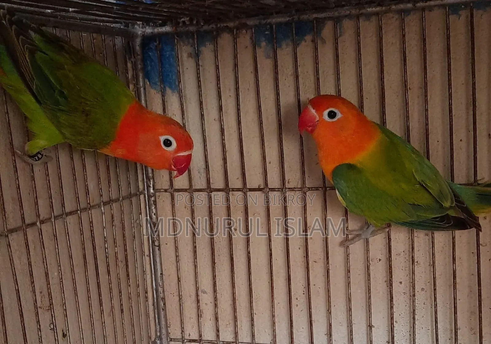 লাভবার্ডস পাখি