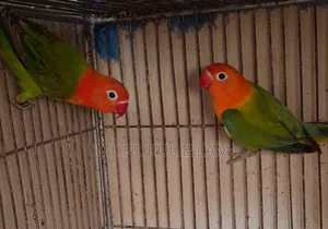 লাভবার্ডস পাখি
