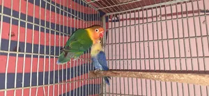 লাভবার্ডস পাখি