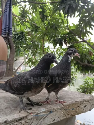 Pigeon chicks