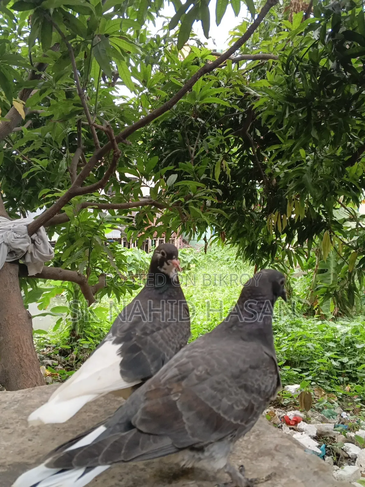 Pigeon chicks