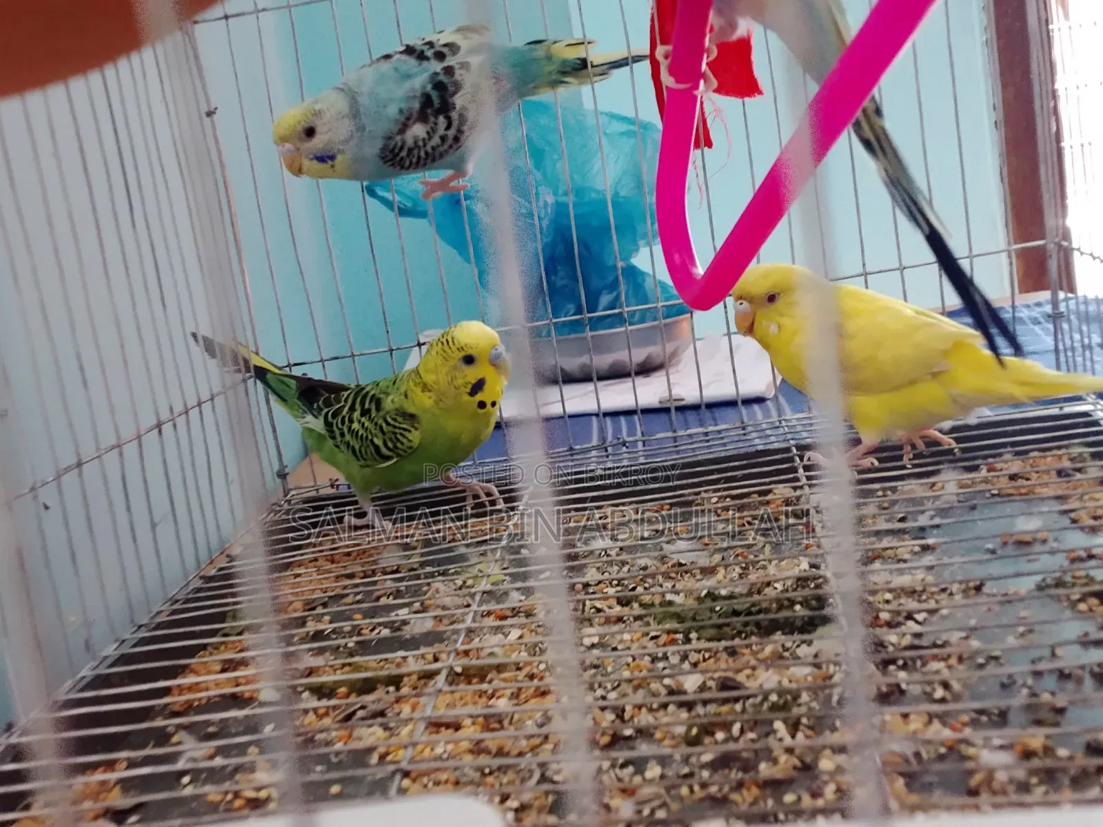 Budgie Bird Combo Pack