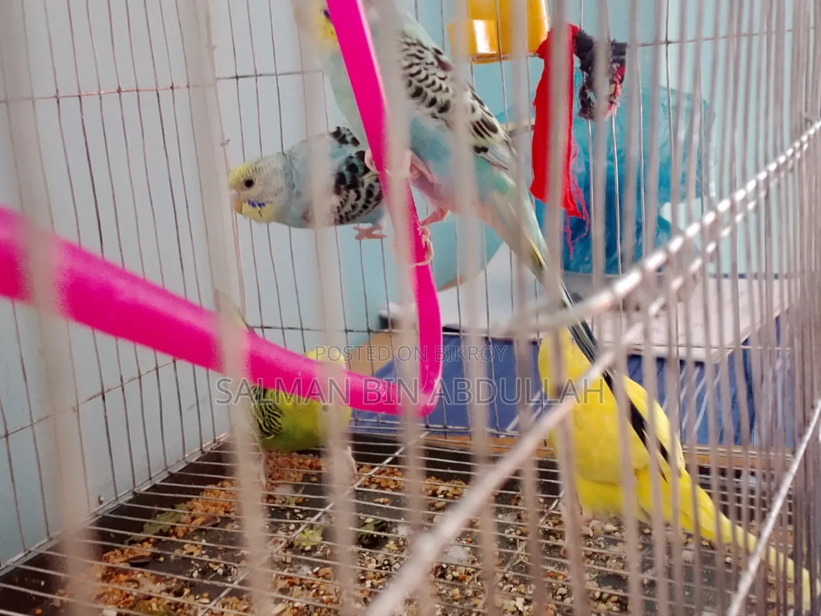 Budgie Bird Combo Pack