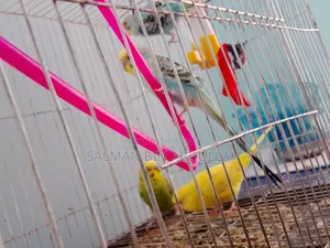 Budgie Bird Combo Pack