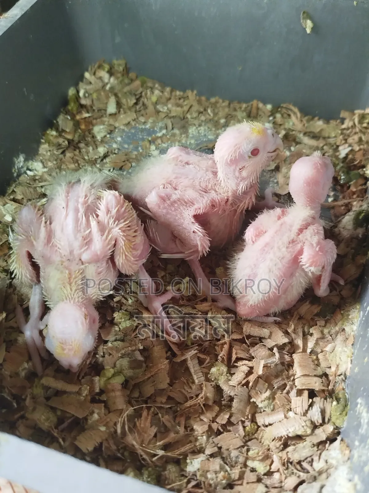 Tame Size Baby Lovebirds and Cockatiels