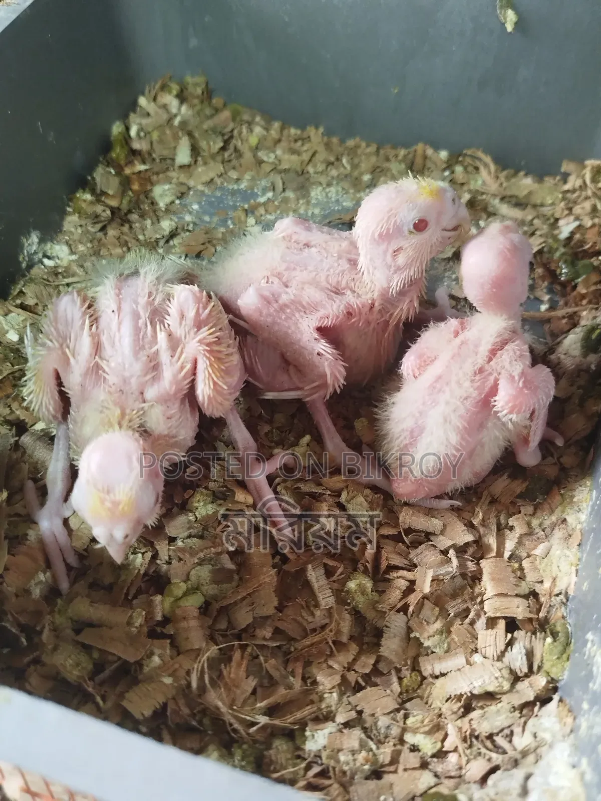 Tame Size Baby Lovebirds and Cockatiels