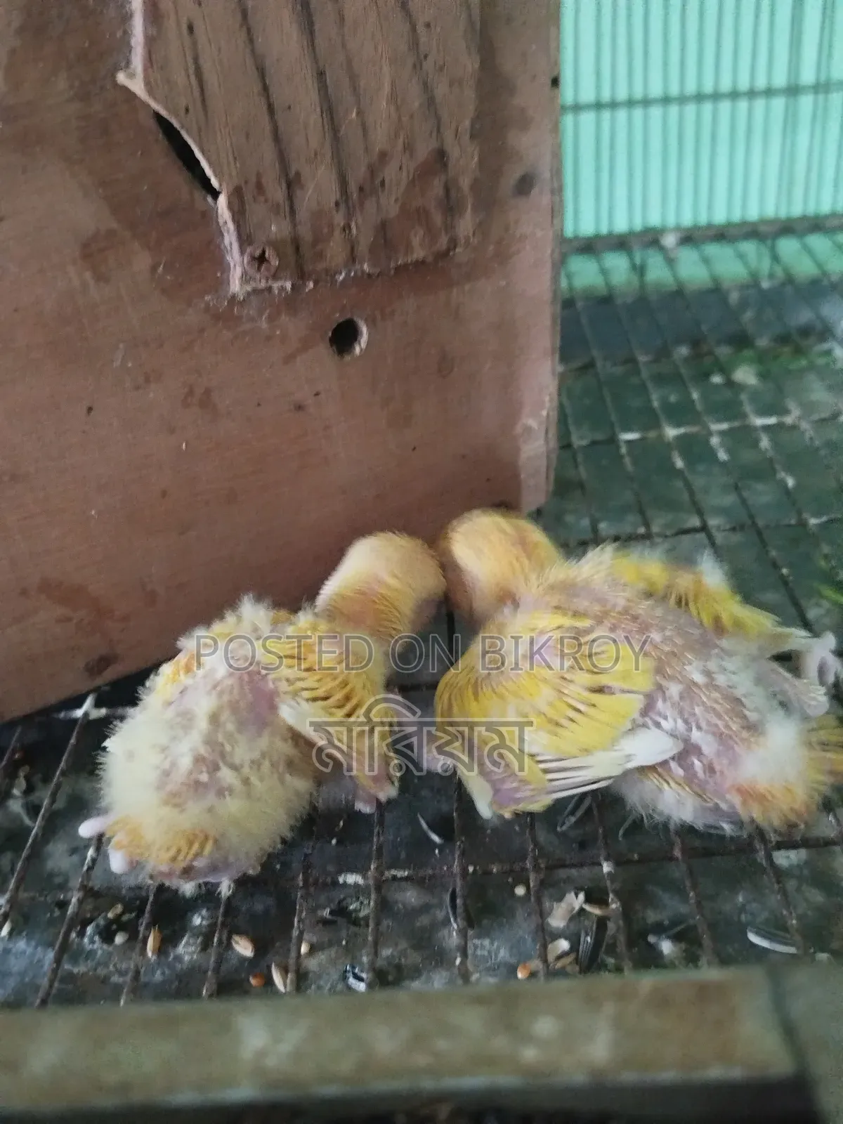 Tame Size Baby Lovebirds and Cockatiels