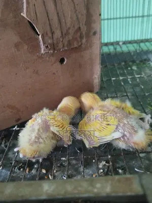 Tame Size Baby Lovebirds and Cockatiels