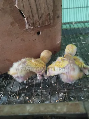Tame Size Baby Lovebirds and Cockatiels