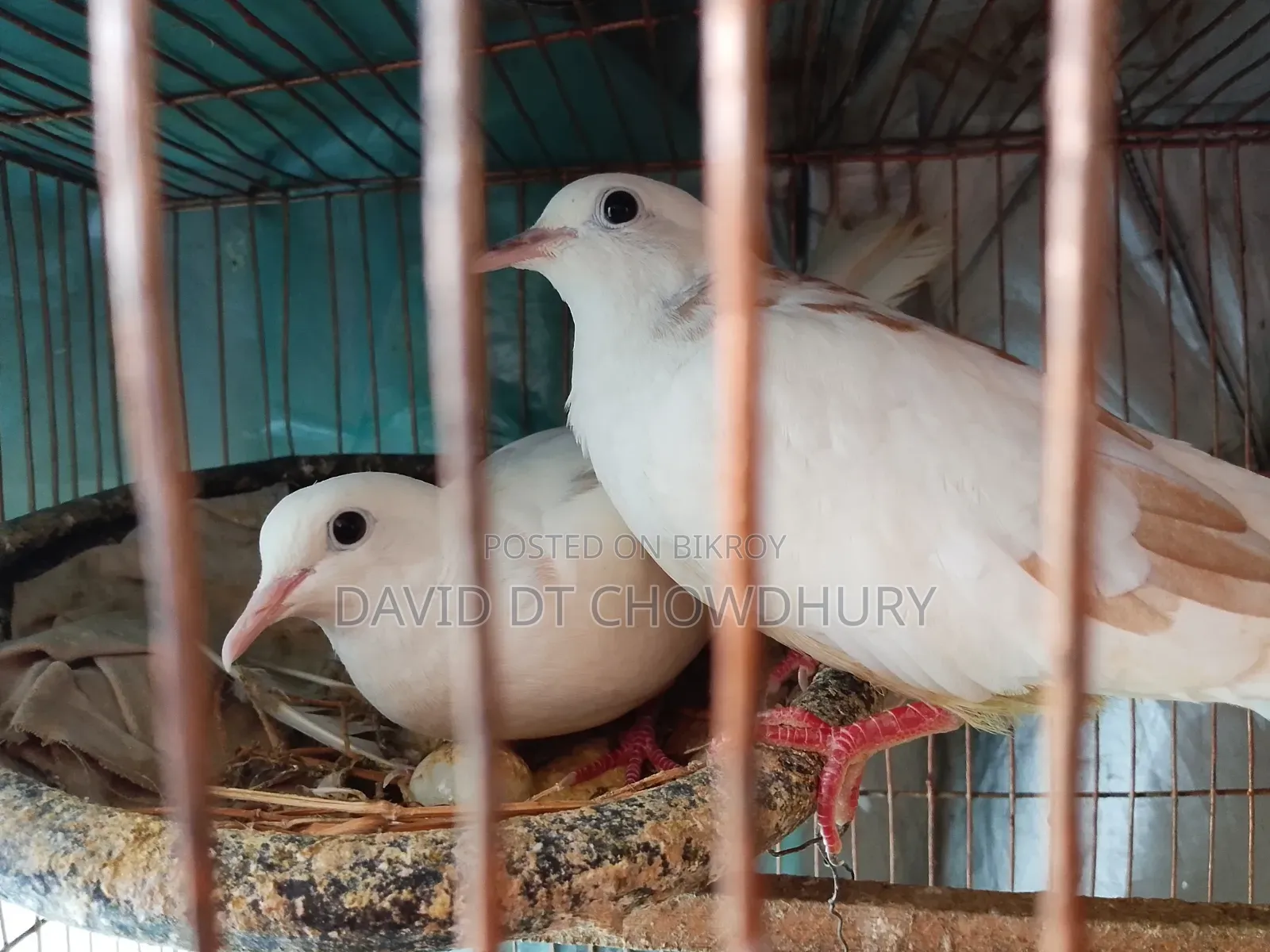 Running Dove Bird